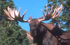Moose Pic